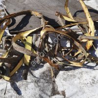 Осина Ива Калина Черемуха Пихта кора.