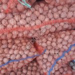 Грецкие орех