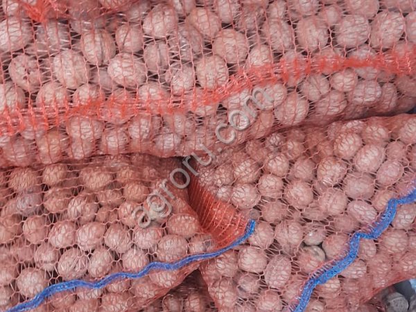 Грецкие орех