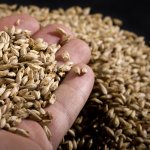 Ячмень пивоваренный