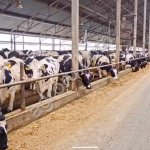 Молочных пород КРС оптом живым весом