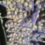 Картофель ВЫСШЕГО СОРТА от производителя.