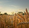 Озимая пшеница урожай