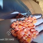 Гибриды семян кукурузы Краснодарский 291 АМВ F1 ФАО 290