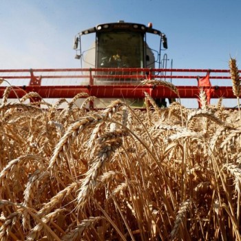 Нефть и зерно - Краткий обзор рынка зерновых