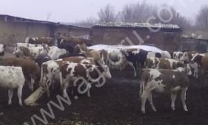 КРС