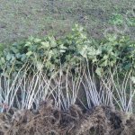 саженцы черной смородины