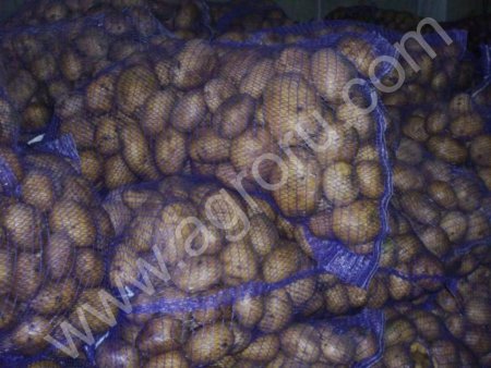 Картофель Зекура, Ароза, Удача, Невский, Ред Скарлет