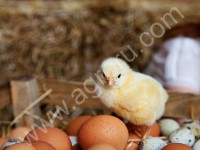 Инкубационное яйцо бройлера