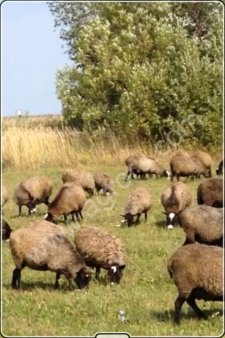 овцы романовской породы