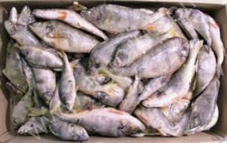 Рыба СМ, охлажденная, вяленая, живая