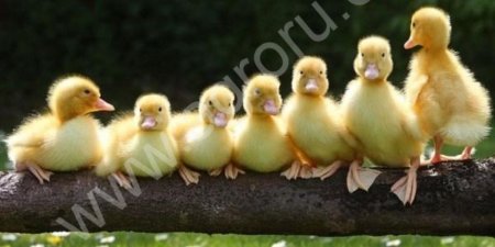 Суточный молодняк домашней птицы