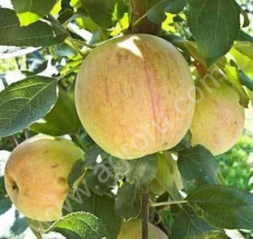 Саженцы плодовых деревьев и кустарников