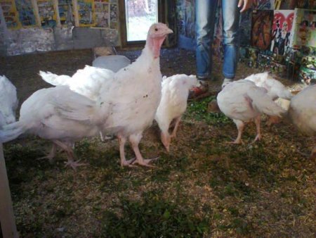 Суточный молодняк индейки ВЫХОД 24 ИЮНЯ