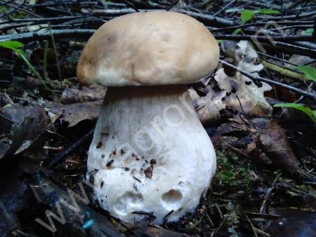 Белые, подосиновики, подберёзовики