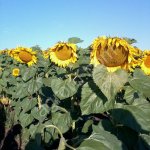 Сорт подсолнечника ШОЛОХОВСКИЙ РС1