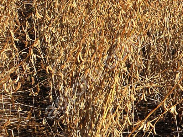 Семена сои для посева сорт СЛАВИЯ