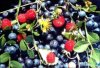 Рязанские фермеры восстанавливают промышленное выращивание ягод