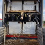 Бычки живым весом