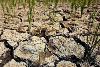 Последствия засухи прошлого года удалось преодолеть