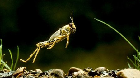 Марокканская саранча в Таджикистане