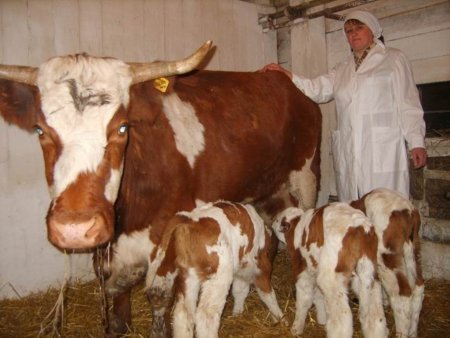 За шутки с бруцеллезом спросят по закону