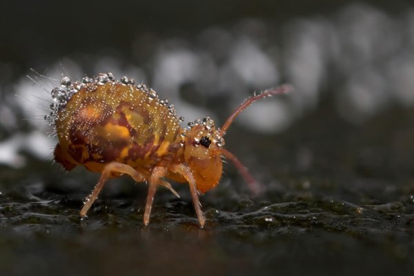 Подуры, коллемболы, или ногохвостки.