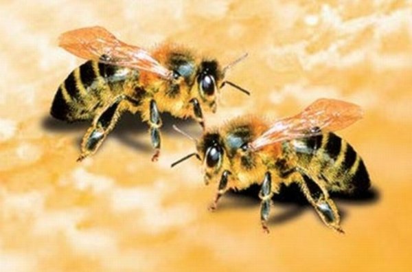 Стали известны виновники массовой гибели пчел в Ростовской области