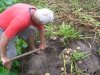 В Тверской области собирают тонну картофеля с сотки, несмотря на засуху