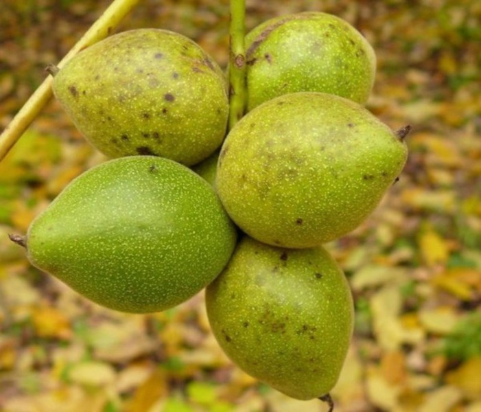 Маньчжурский орех