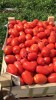 Томаты/помидоры оптом