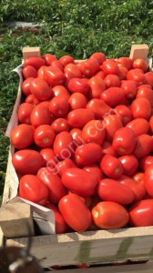 Томаты помидоры оптом