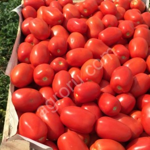 Томаты помидоры оптом