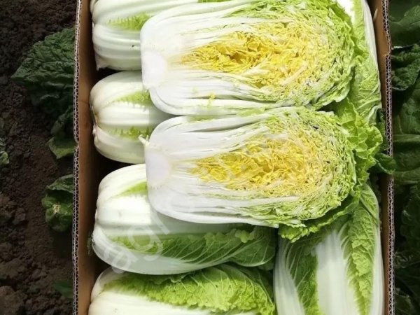 Капуста Пекинская