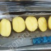 Картофель семенной , сорт Коломба