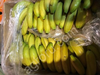 Бананы сорт Кавендиш оптом