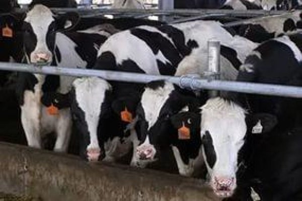 Татарстан вышел на первое место в России по производству молока
