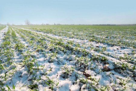 В Украине пересевать придется около 700 тыс га озимых