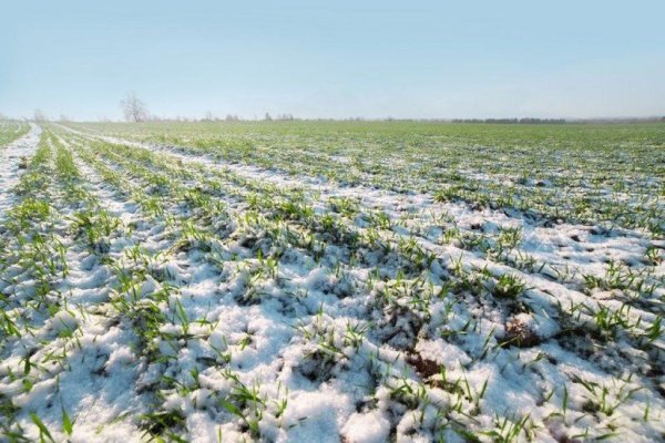 В Украине пересевать придется около 700 тыс га озимых