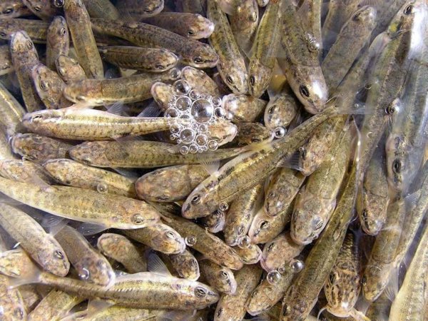 В латвийские реки выпустили 250 000 мальков форели