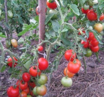 Теплая осень способствует сезону огурцов и томатов открытого грунта