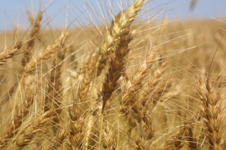 Правительство компенсирует убытки