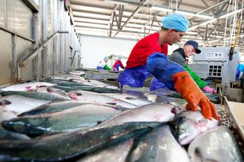 Регионы  увеличат уловы, - Краткий обзор рынка рыбы