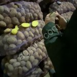 Картофель от производителя