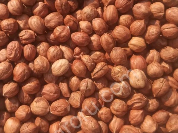 Фундук сырой очищенный 13-15 мм