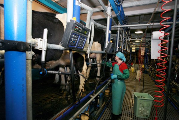 В России производство молока пошло на убыль