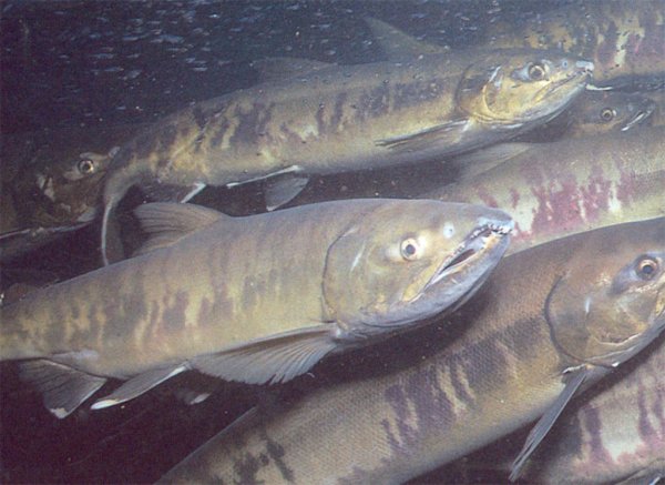 Подходы кеты позволили продлить промысел