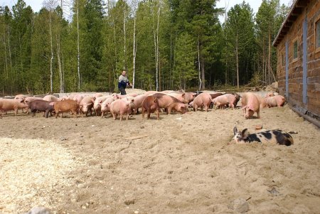 Что год грядущий фермерам готовит?