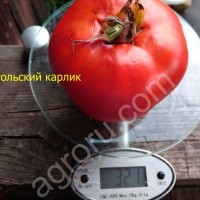Томаты Монгольский Карлик