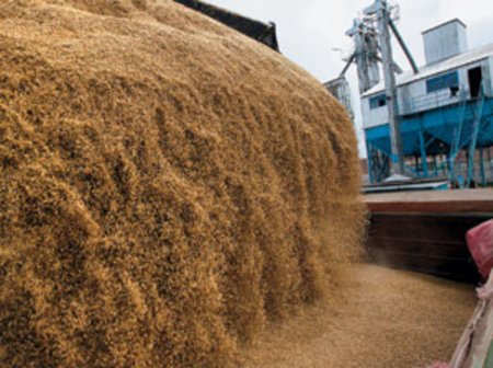 Филиппины закупили 100 тыс. тонн австралийской фуражной пшеницы